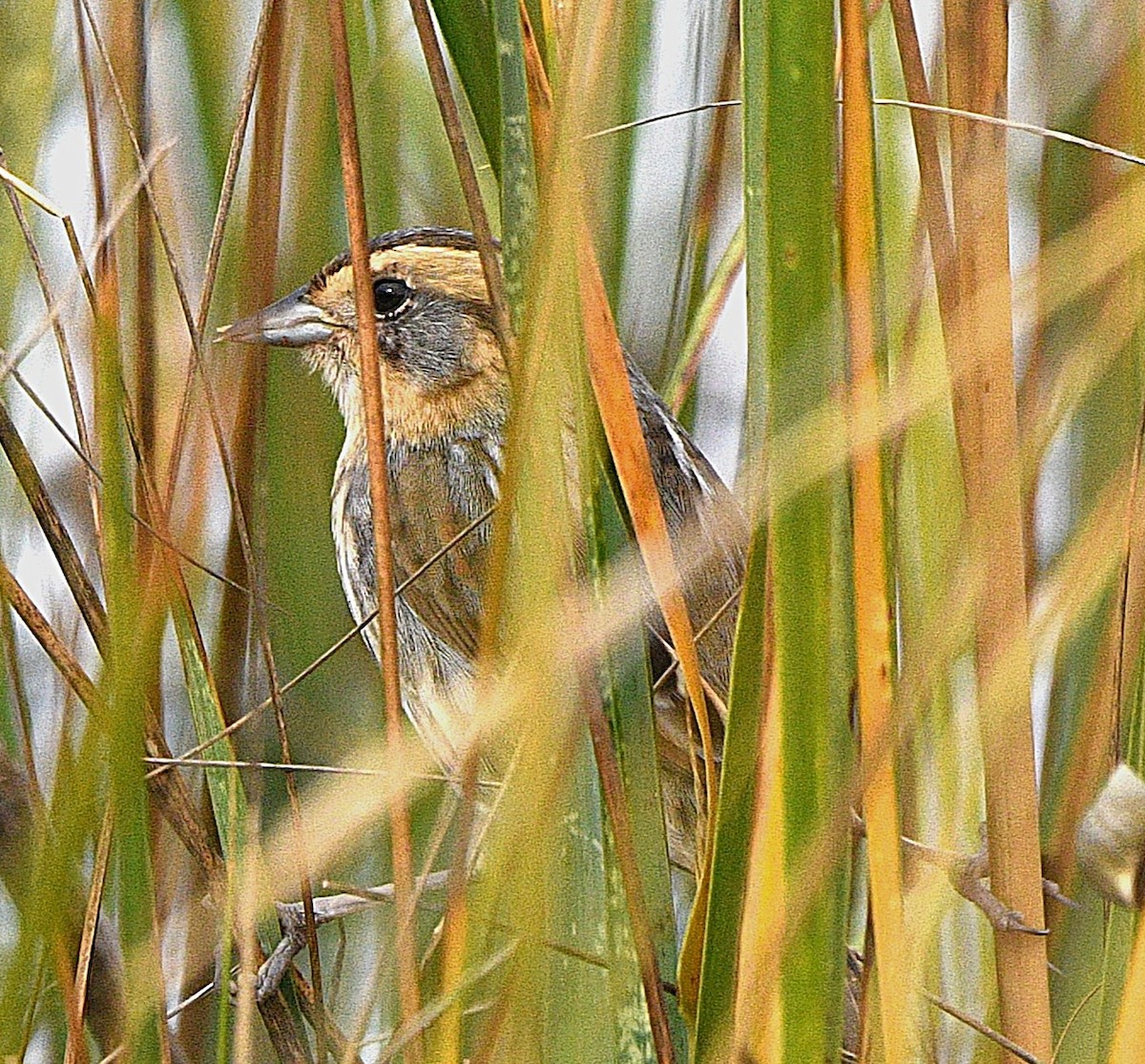 nålstjertspurv - ML644864694