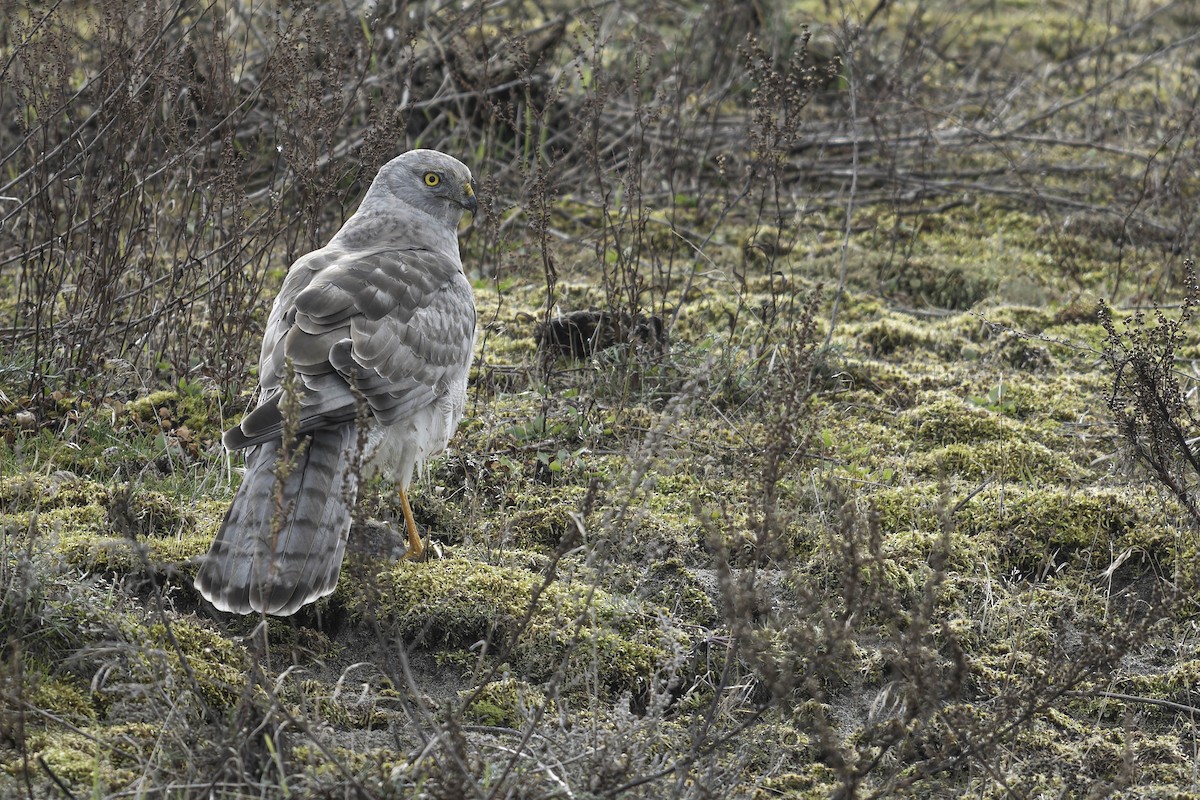 Американский лунь - ML644864706