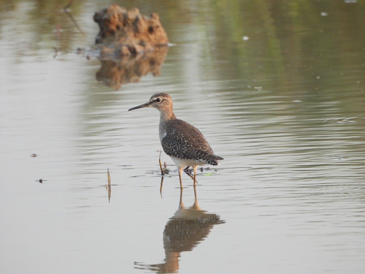 タカブシギ - ML644864707