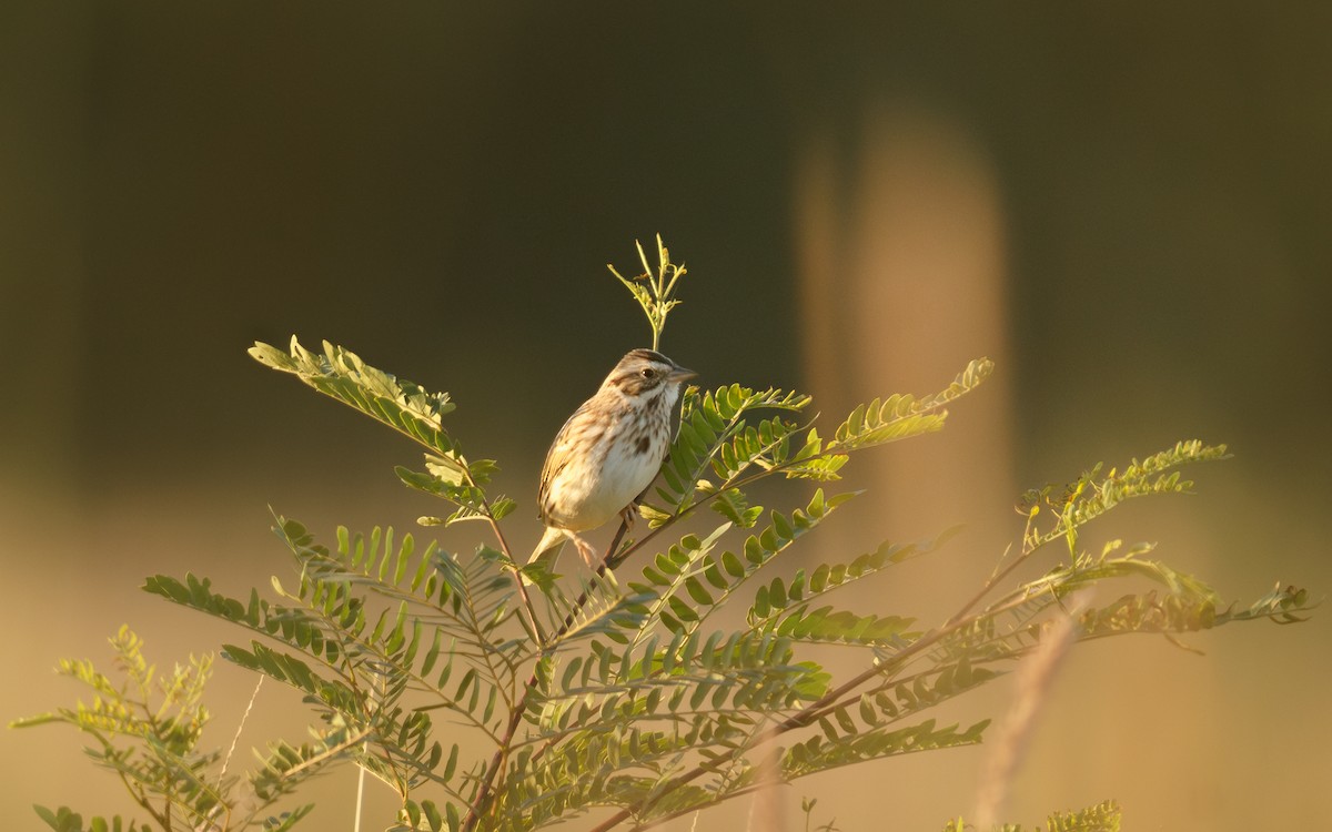 Savannah Sparrow - ML644864708