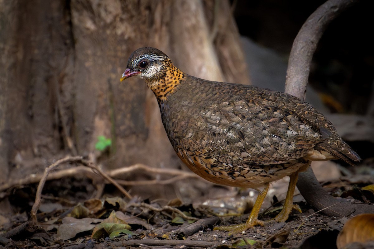 Scaly-breasted Partridge (Green-legged) - ML644864713