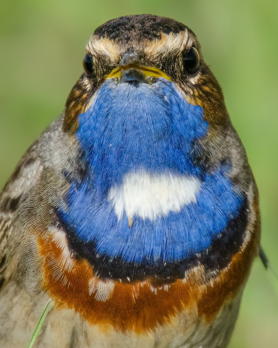 Bluethroat - ML644864714