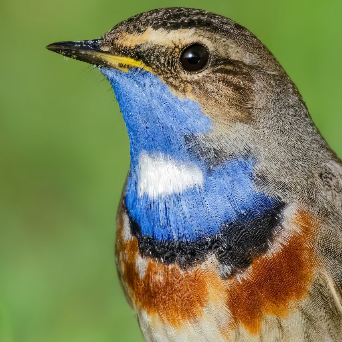 Bluethroat - ML644864715