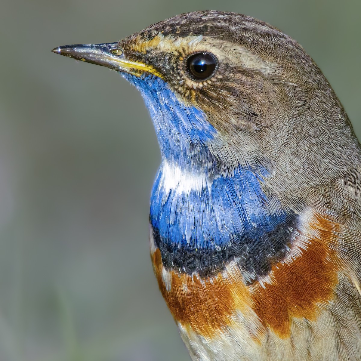 Bluethroat - ML644864717