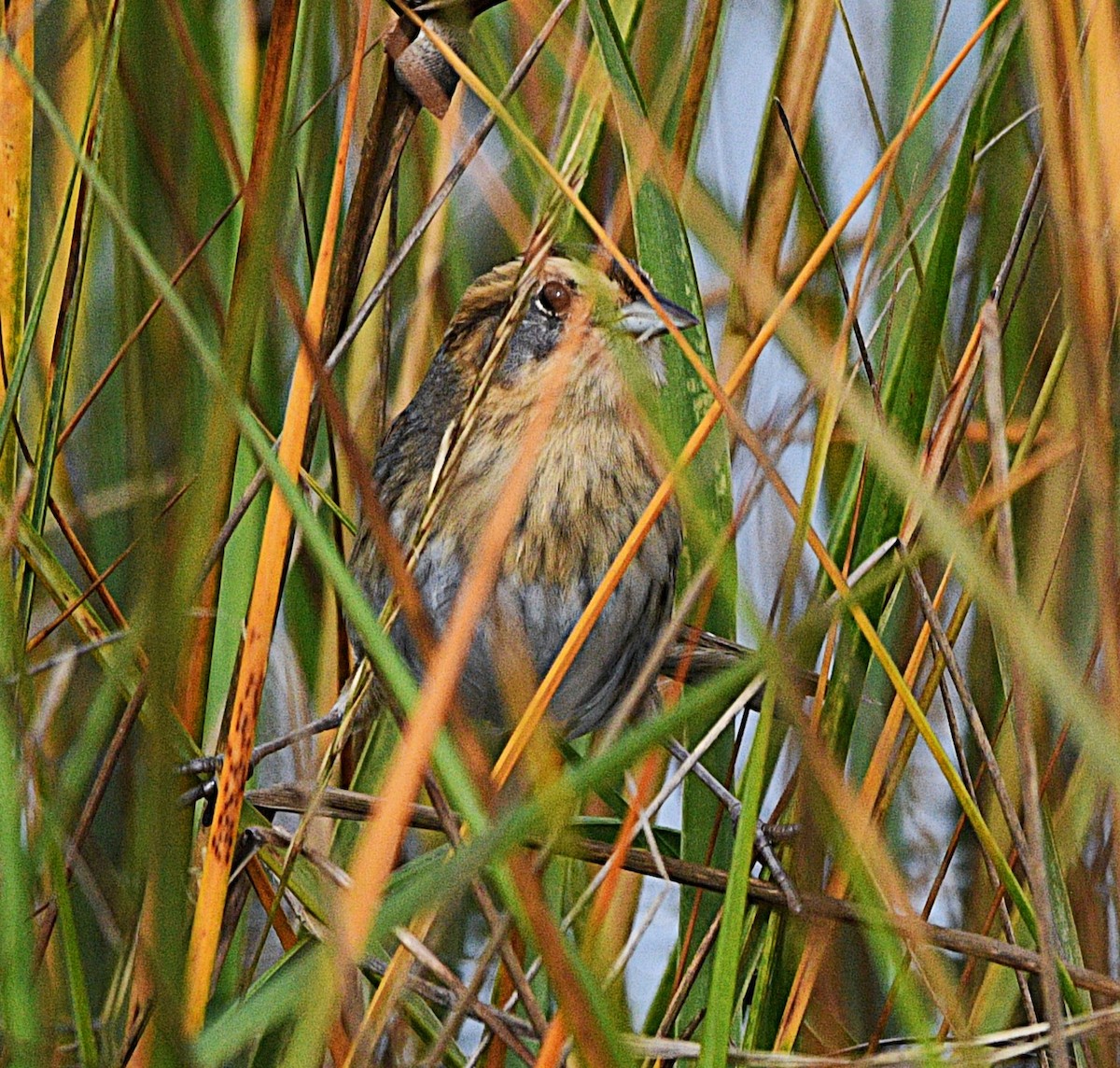 nålstjertspurv - ML644864732