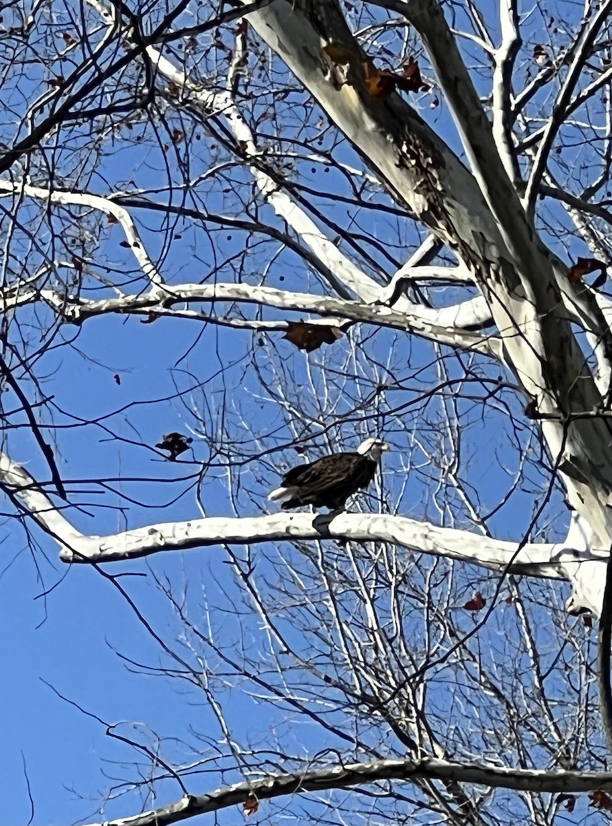 Bald Eagle - ML644864733