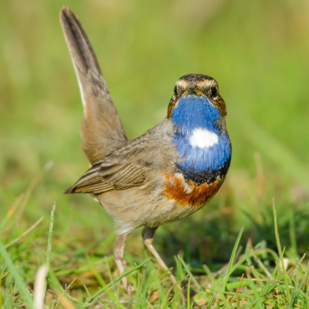 Bluethroat - ML644864747