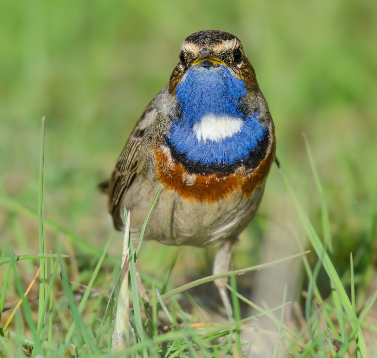 Bluethroat - ML644864748