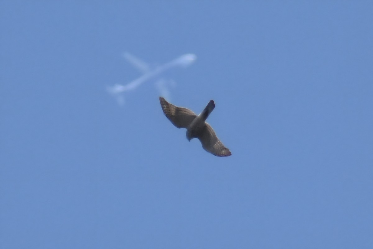 krahujec obecný - ML644864763