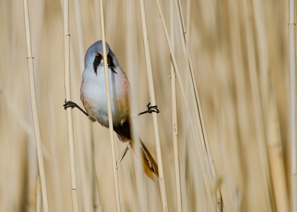 Bearded Reedling - ML644864768
