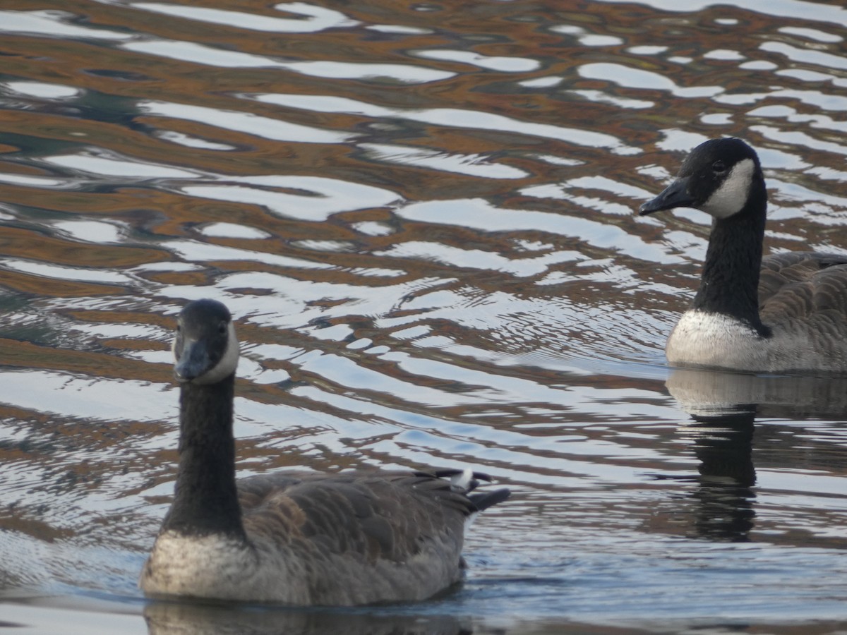 Canada Goose - ML644864770