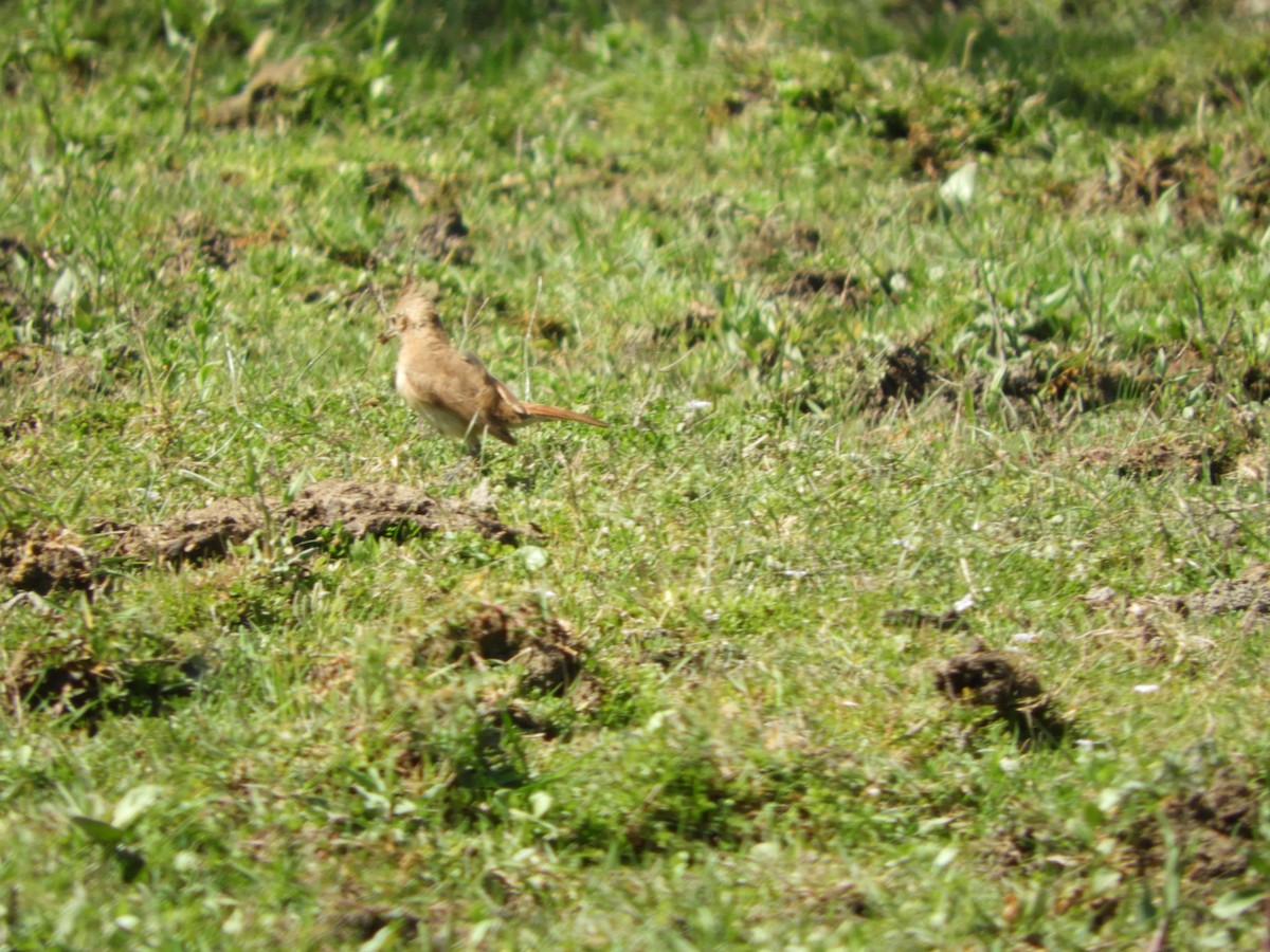 Crested Hornero - ML644864771