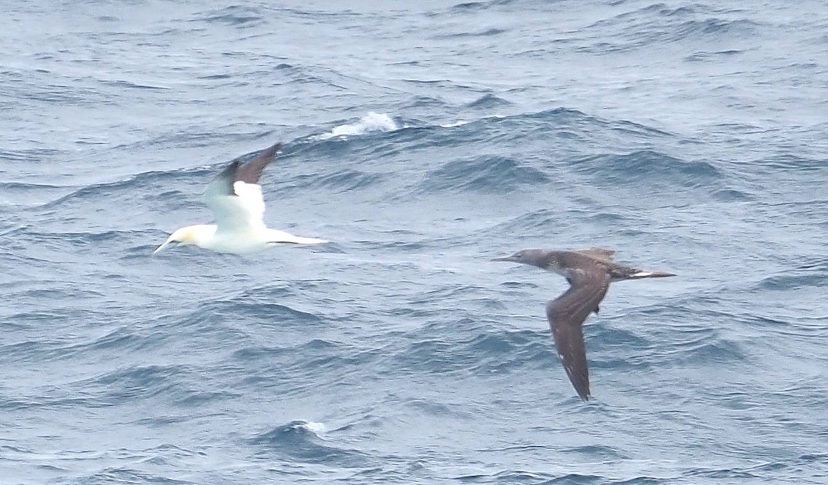 Northern Gannet - ML644864776
