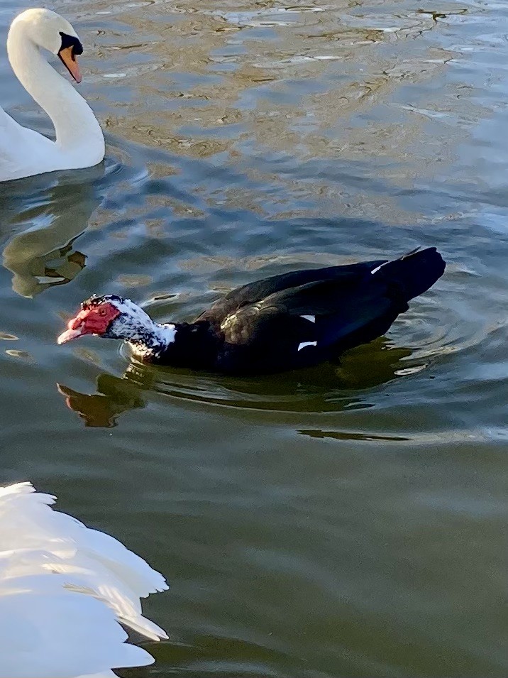 Muscovy Duck (Domestic type) - ML644864777