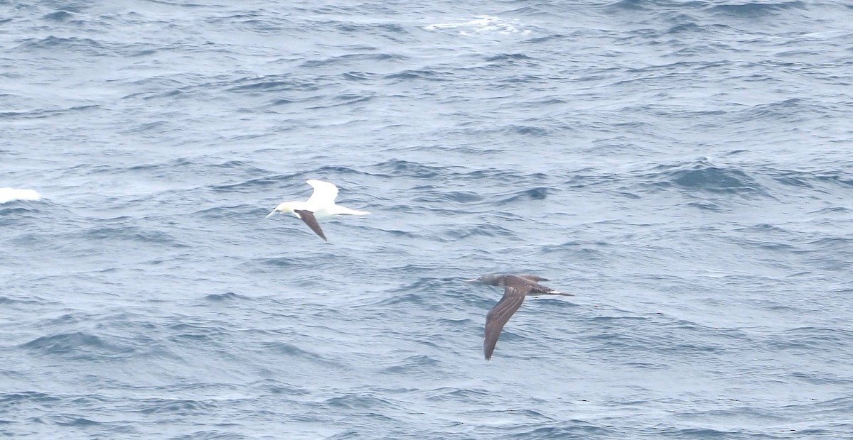 Northern Gannet - ML644864783
