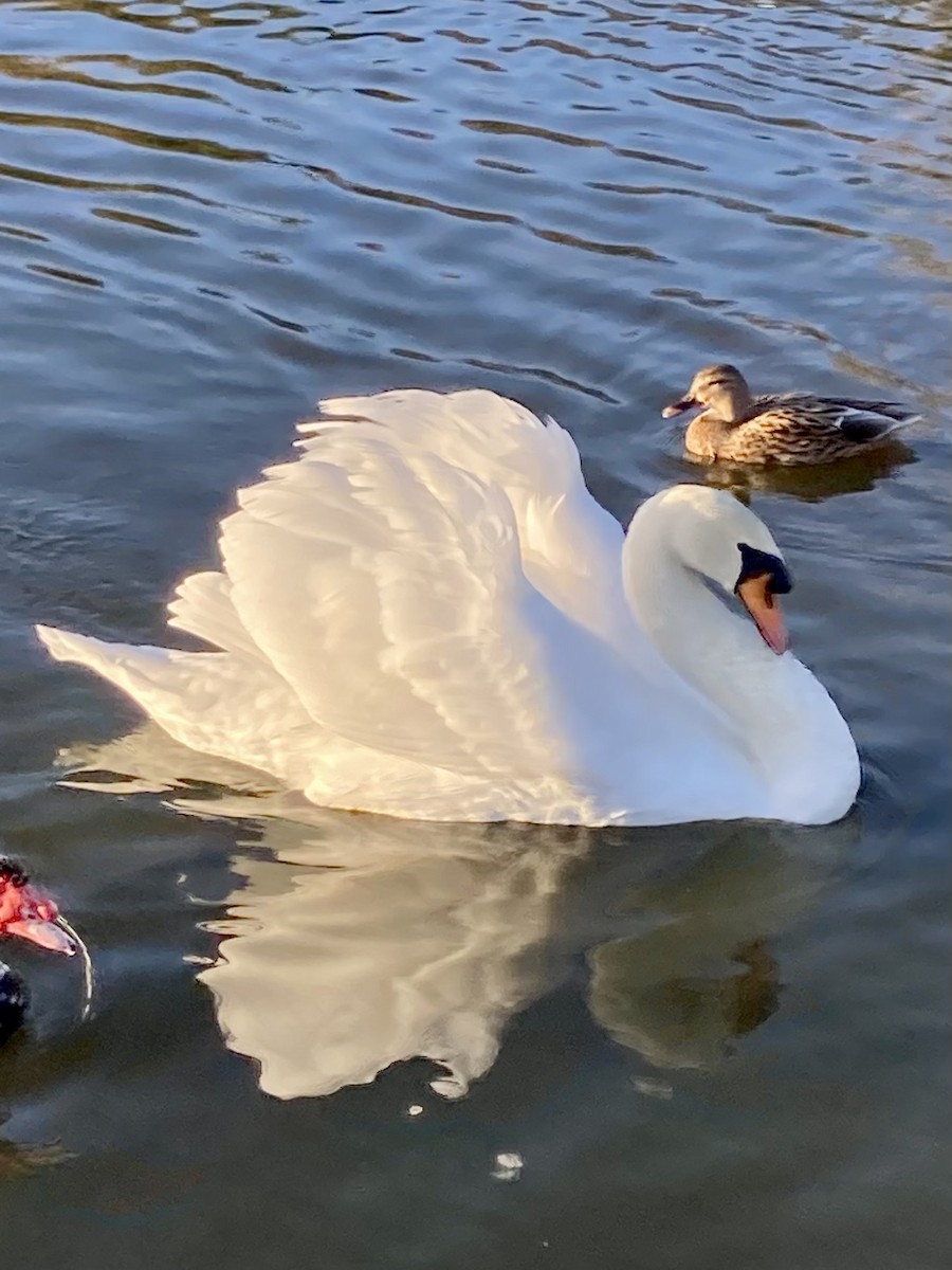 Mute Swan - ML644864786