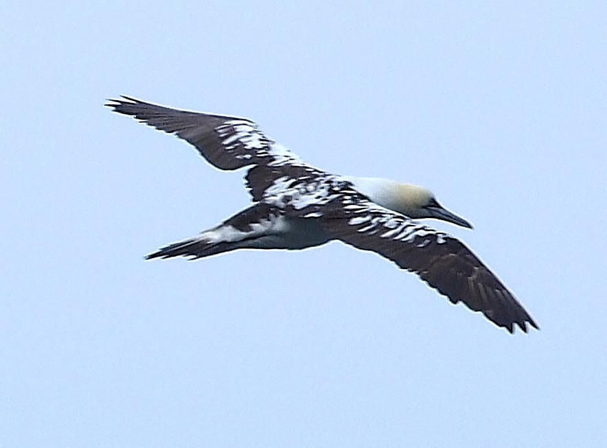Northern Gannet - ML644864803