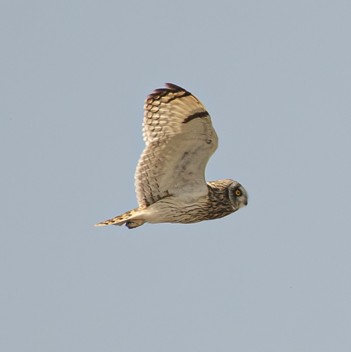 Short-eared Owl - ML644864817
