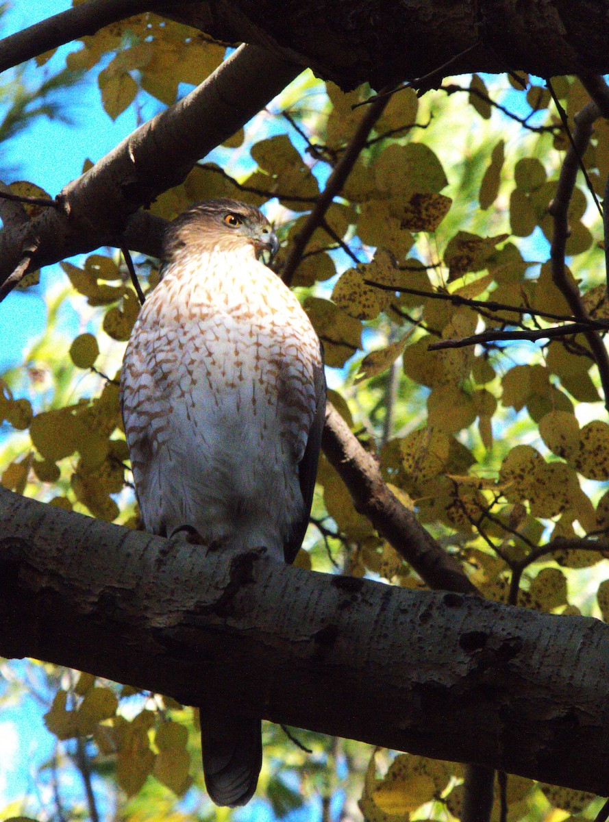 Cooper's Hawk - ML644864829