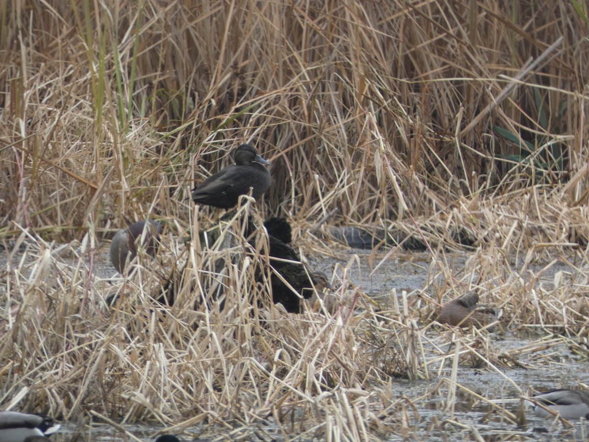 American Black Duck - ML644864830