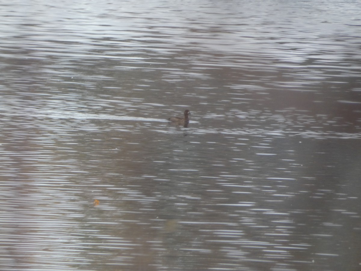 Ring-necked Duck - ML644864831