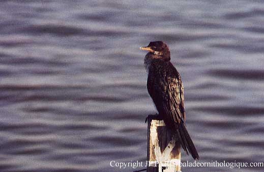 langstjertskarv - ML644864845