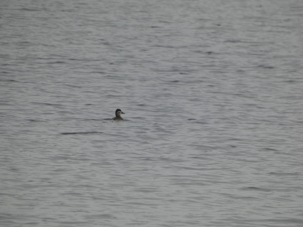 Ruddy Duck - ML644864853
