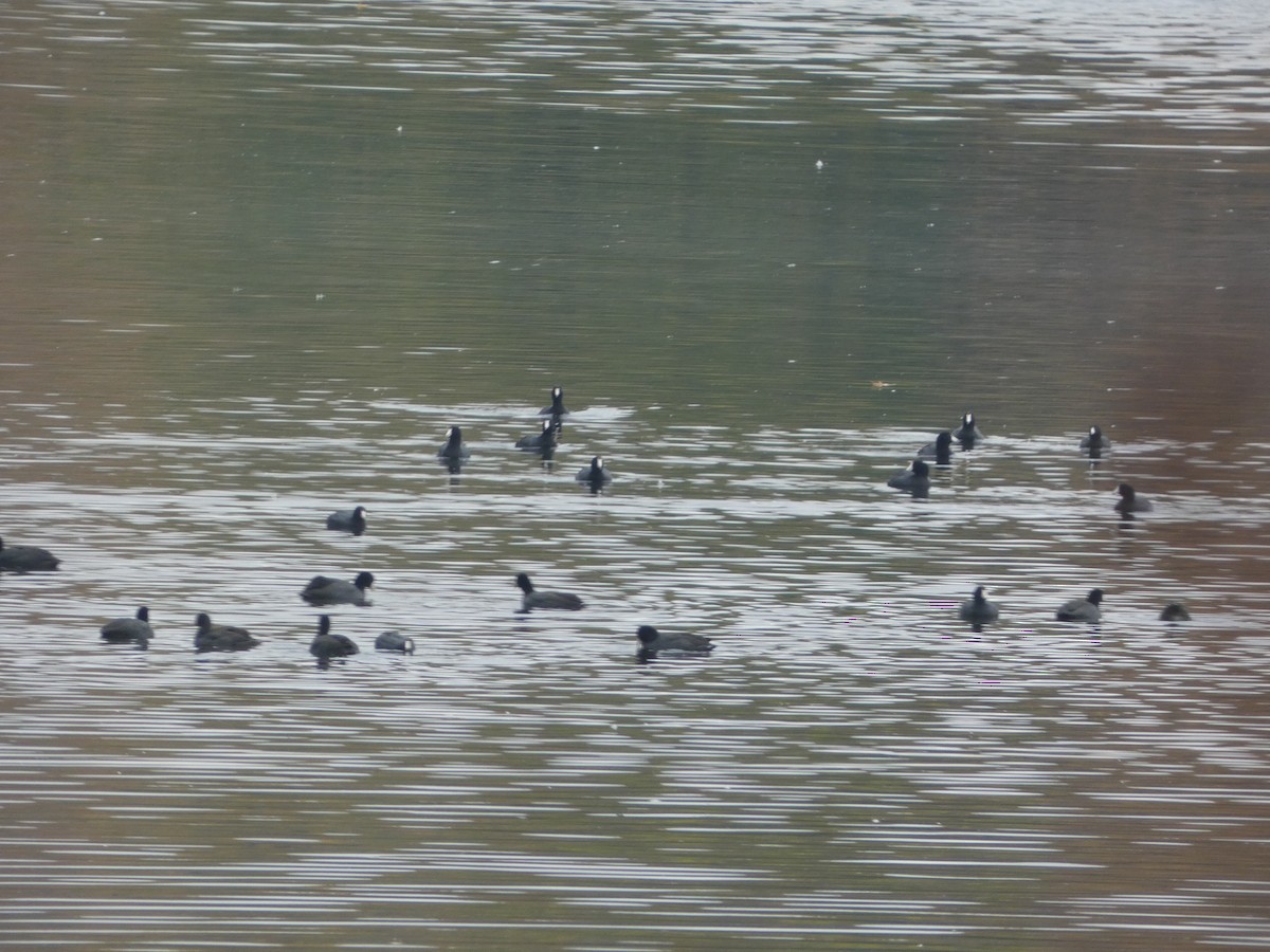 American Coot - ML644864857