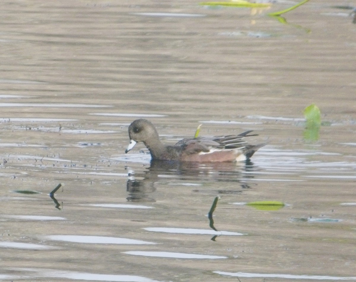 American Wigeon - ML644864859