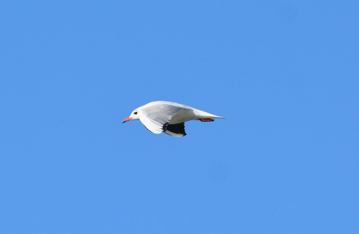 Black-headed Gull - ML644864860