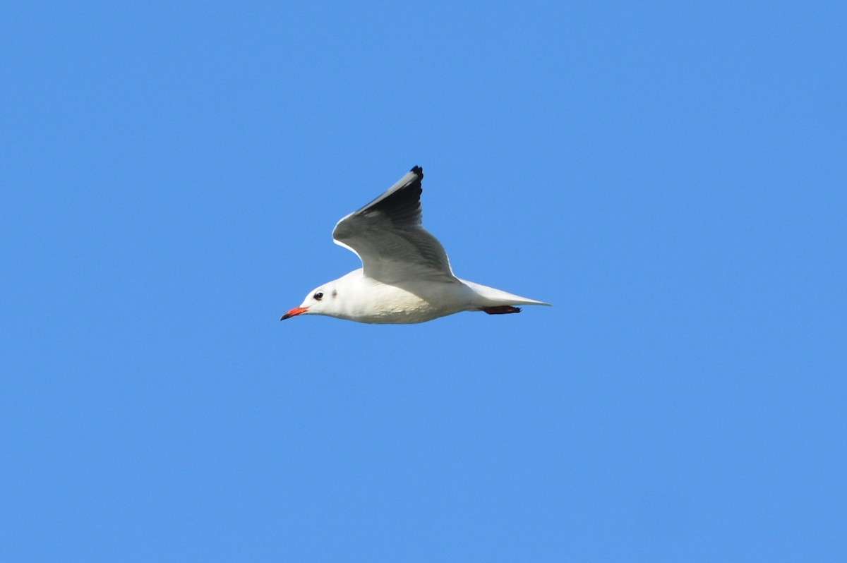 Black-headed Gull - ML644864861