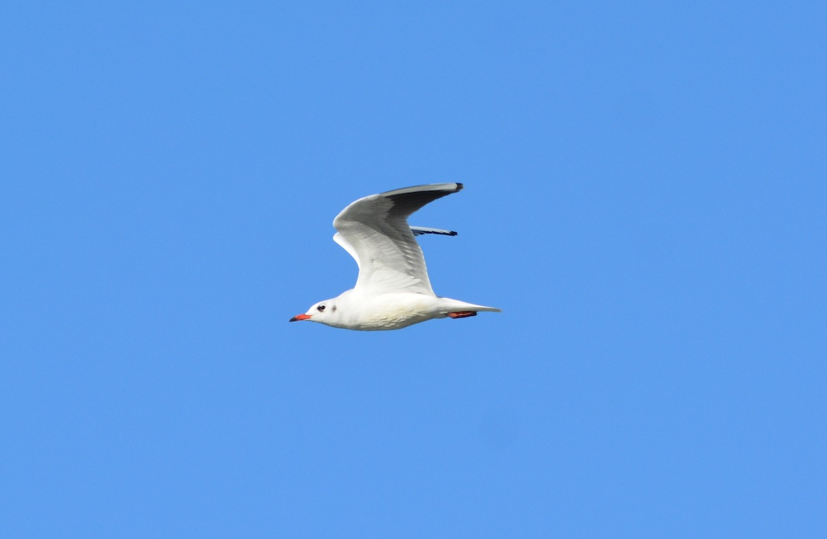 Black-headed Gull - ML644864862