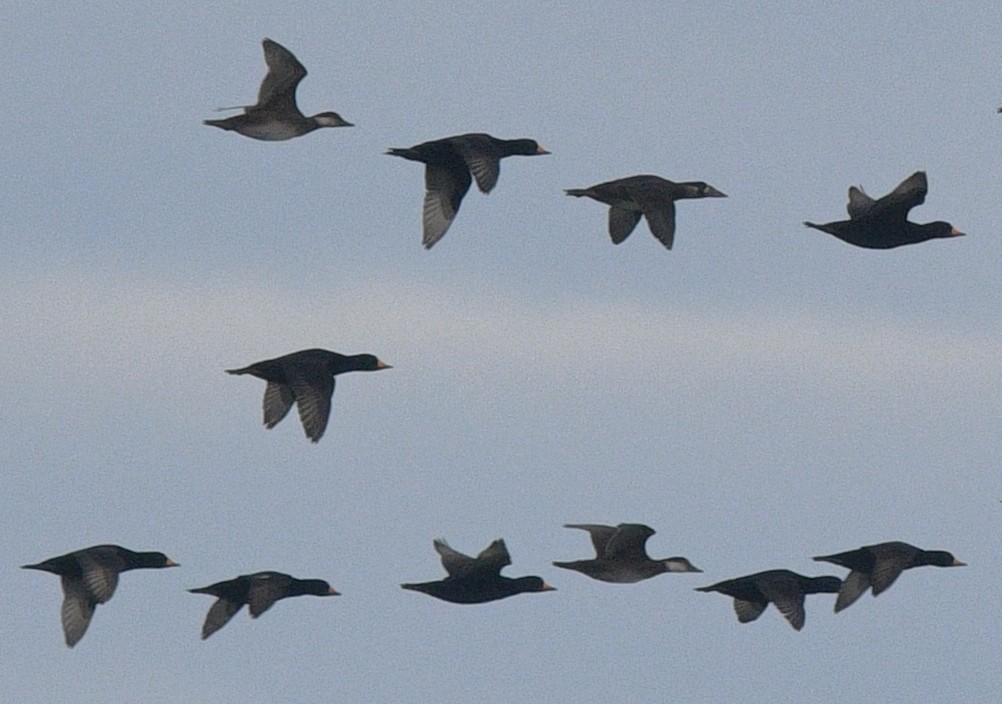 turpan žlutozobý - ML644864867