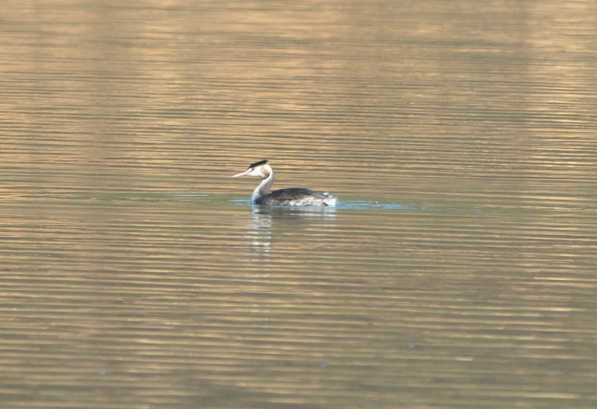 Great Crested Grebe - ML644864874