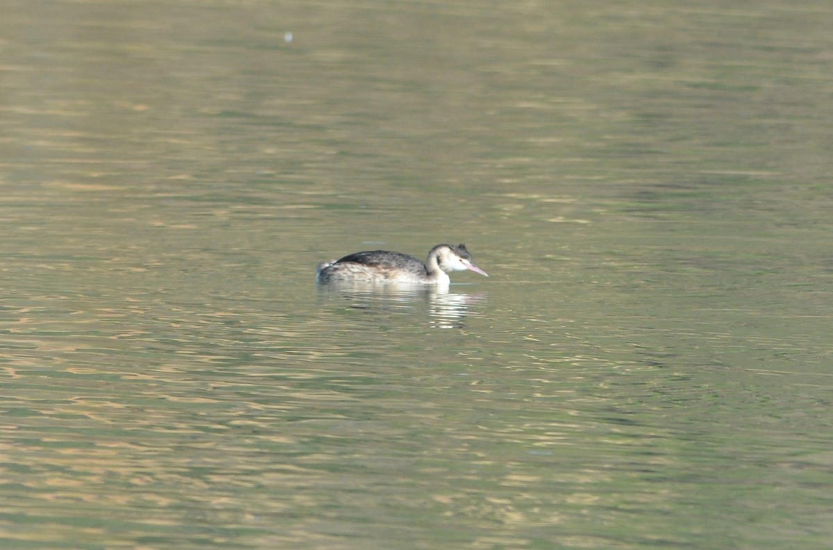 Great Crested Grebe - ML644864875