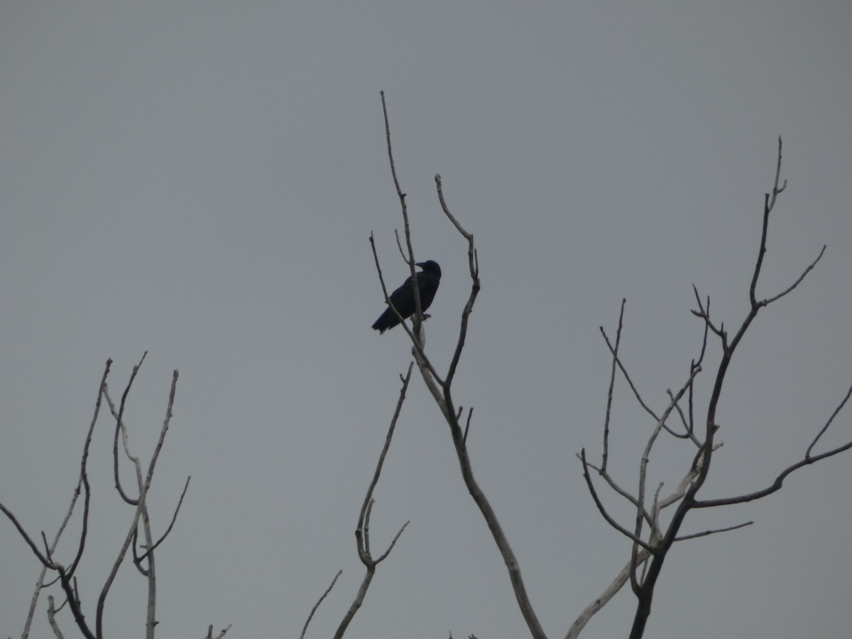 American Crow - ML644864876