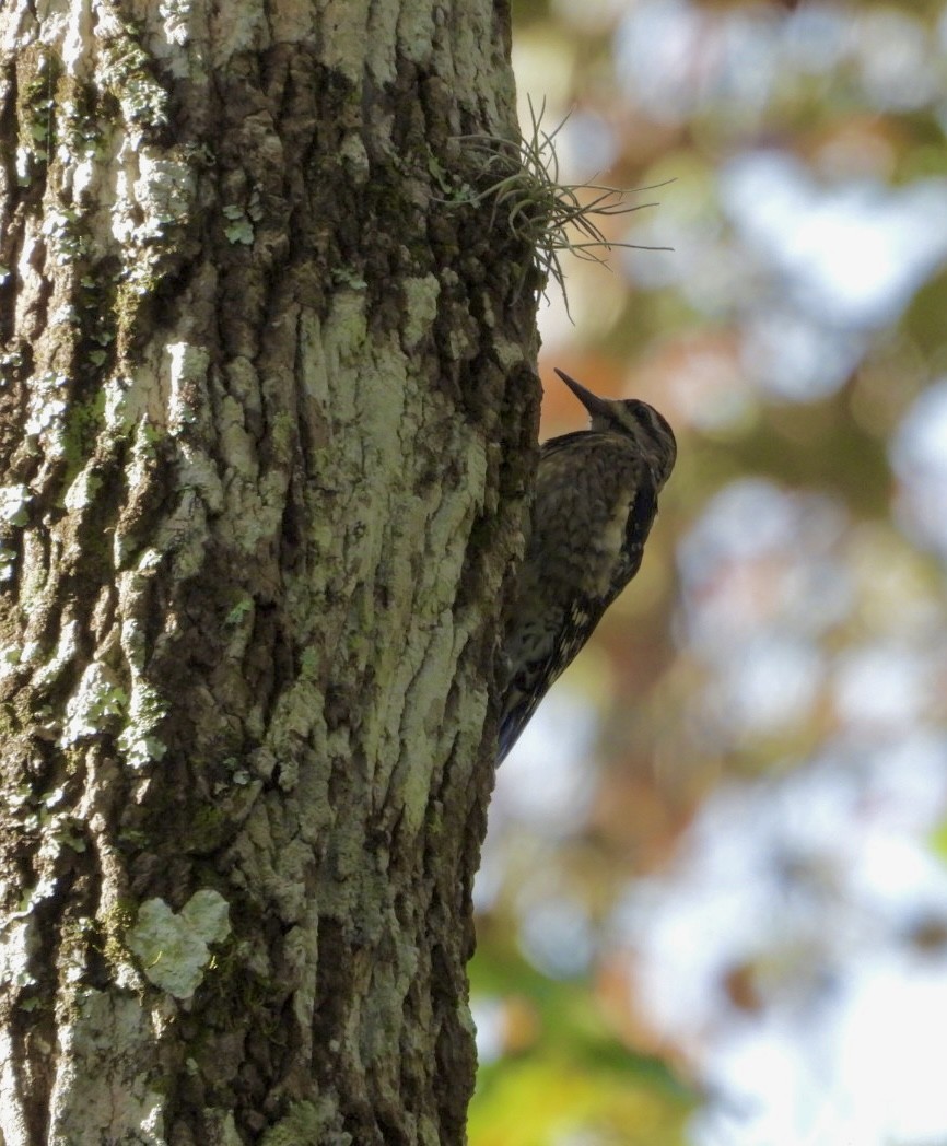 kanadasevjespett - ML644864877