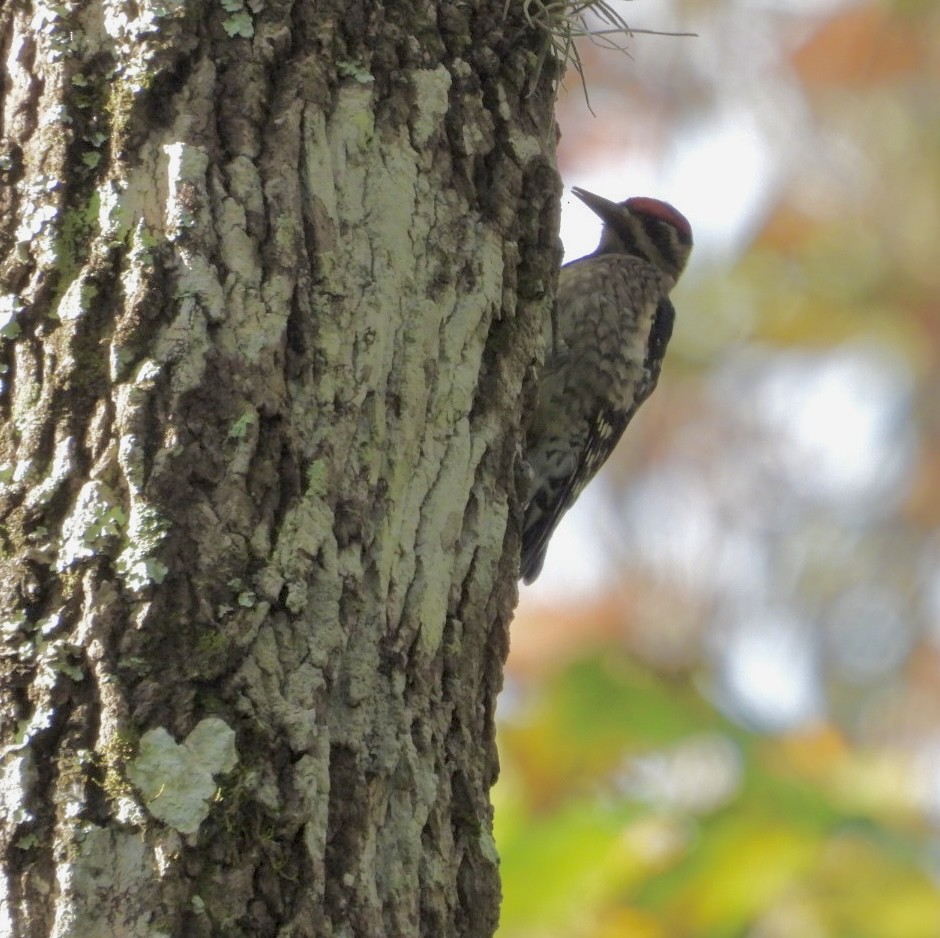 kanadasevjespett - ML644864878