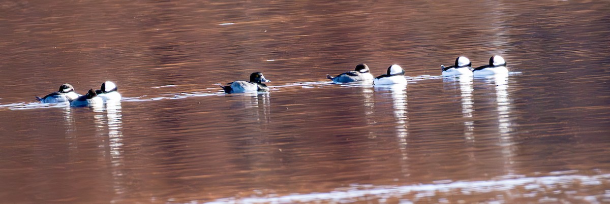 Bufflehead - ML644864880