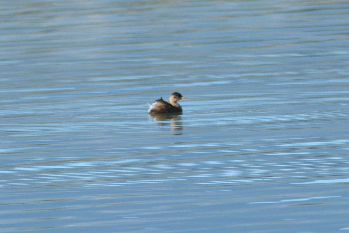 Little Grebe - ML644864885