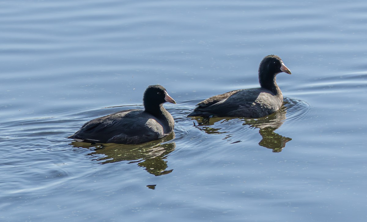 American Coot - ML644864892