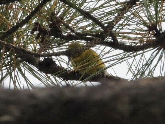 Pine Warbler - ML644864896