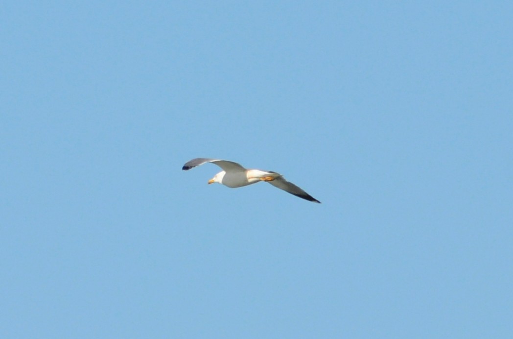 Yellow-legged Gull - ML644864897