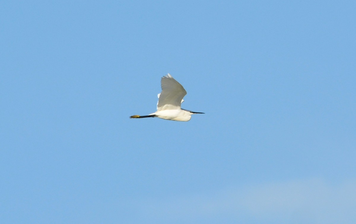 Seidenreiher - ML644864902