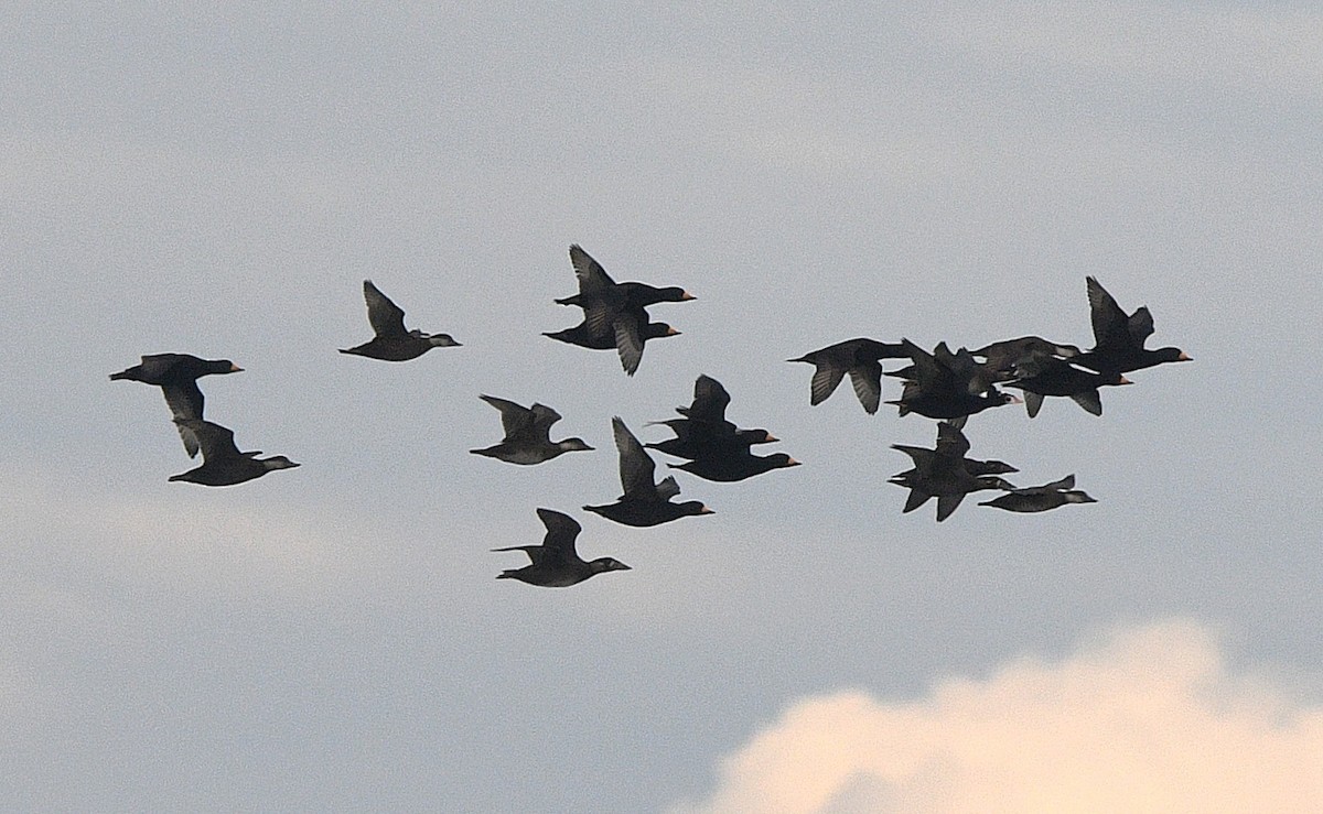 turpan žlutozobý - ML644864905