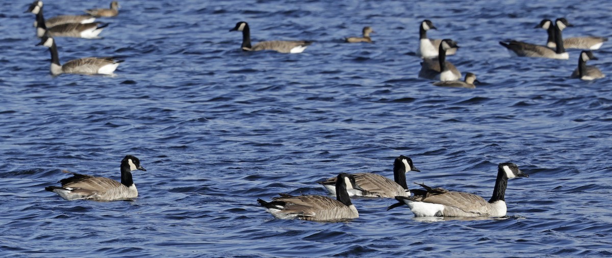 小加拿大雁 - ML644864906