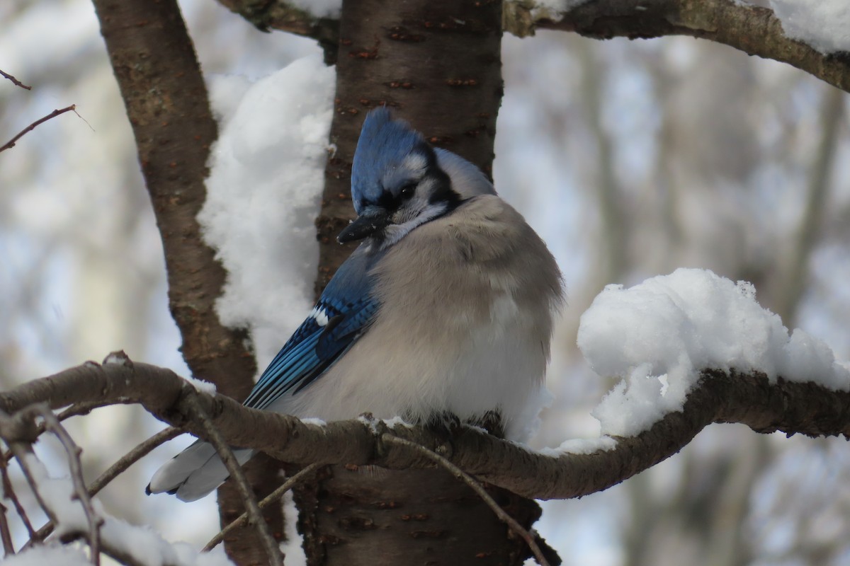 Geai bleu - ML644864914