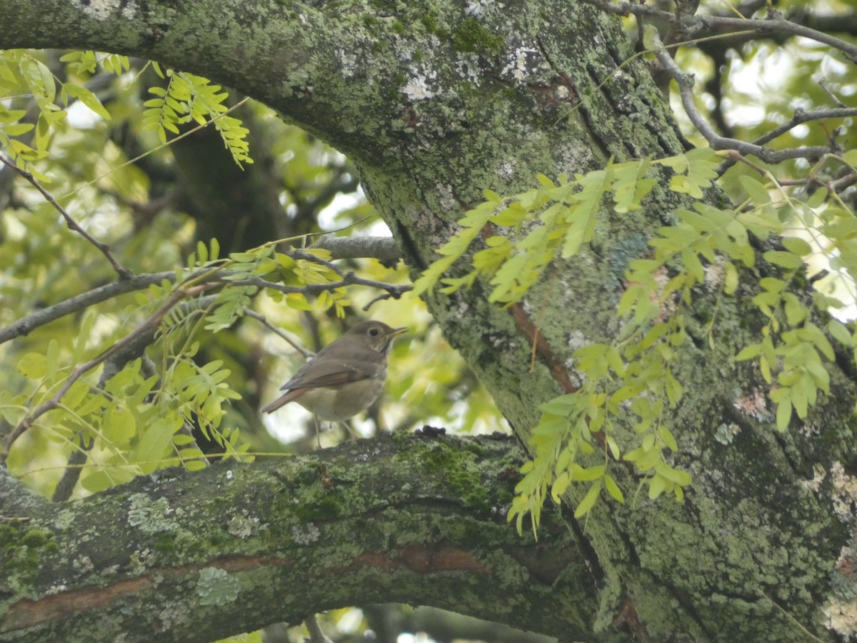 Hermit Thrush - ML644864915
