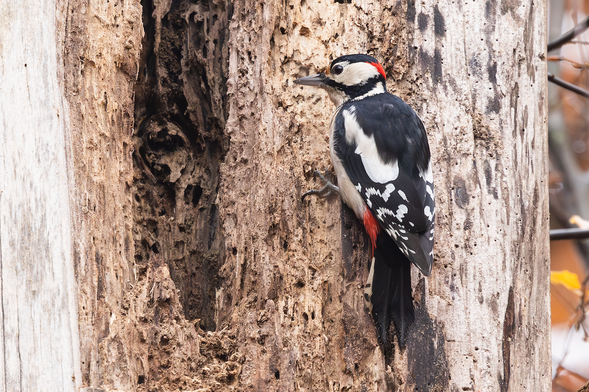 strakapoud velký - ML644864929