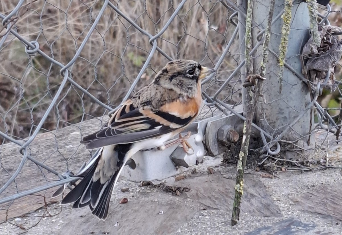 Brambling - ML644864939